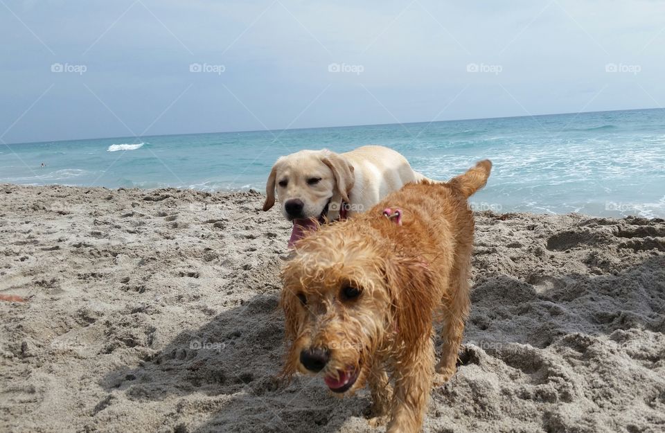 Tula making friends and having fun at the Juno dog beach.