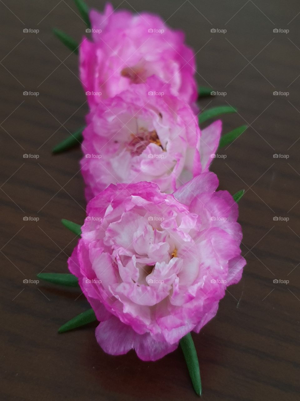 the Portulaca Grandiflora