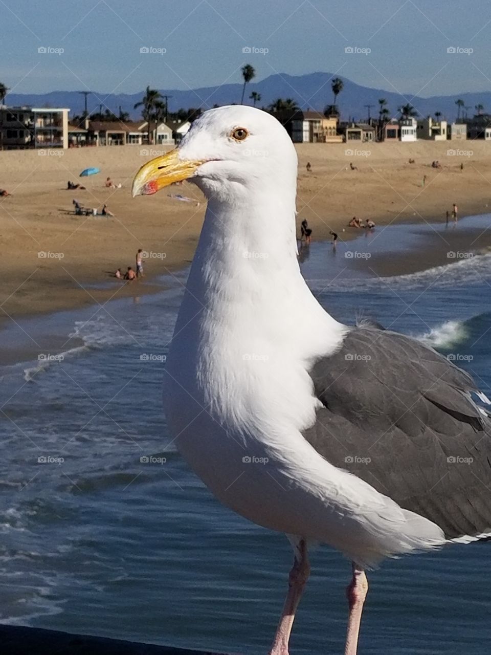 seagul