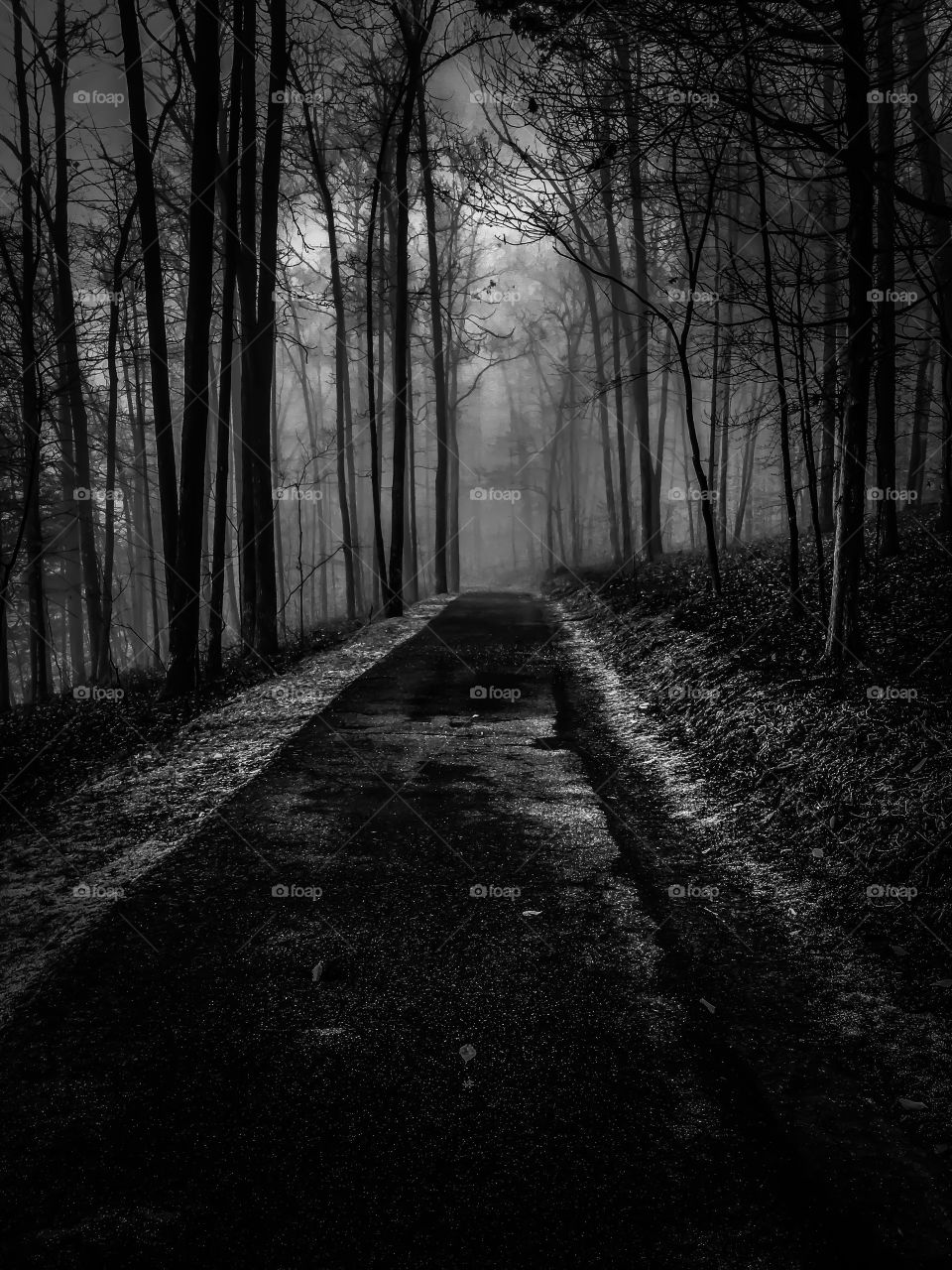Dark spooky path through the foggy forest. Tims Ford State Park, Winchester, Tennessee. 