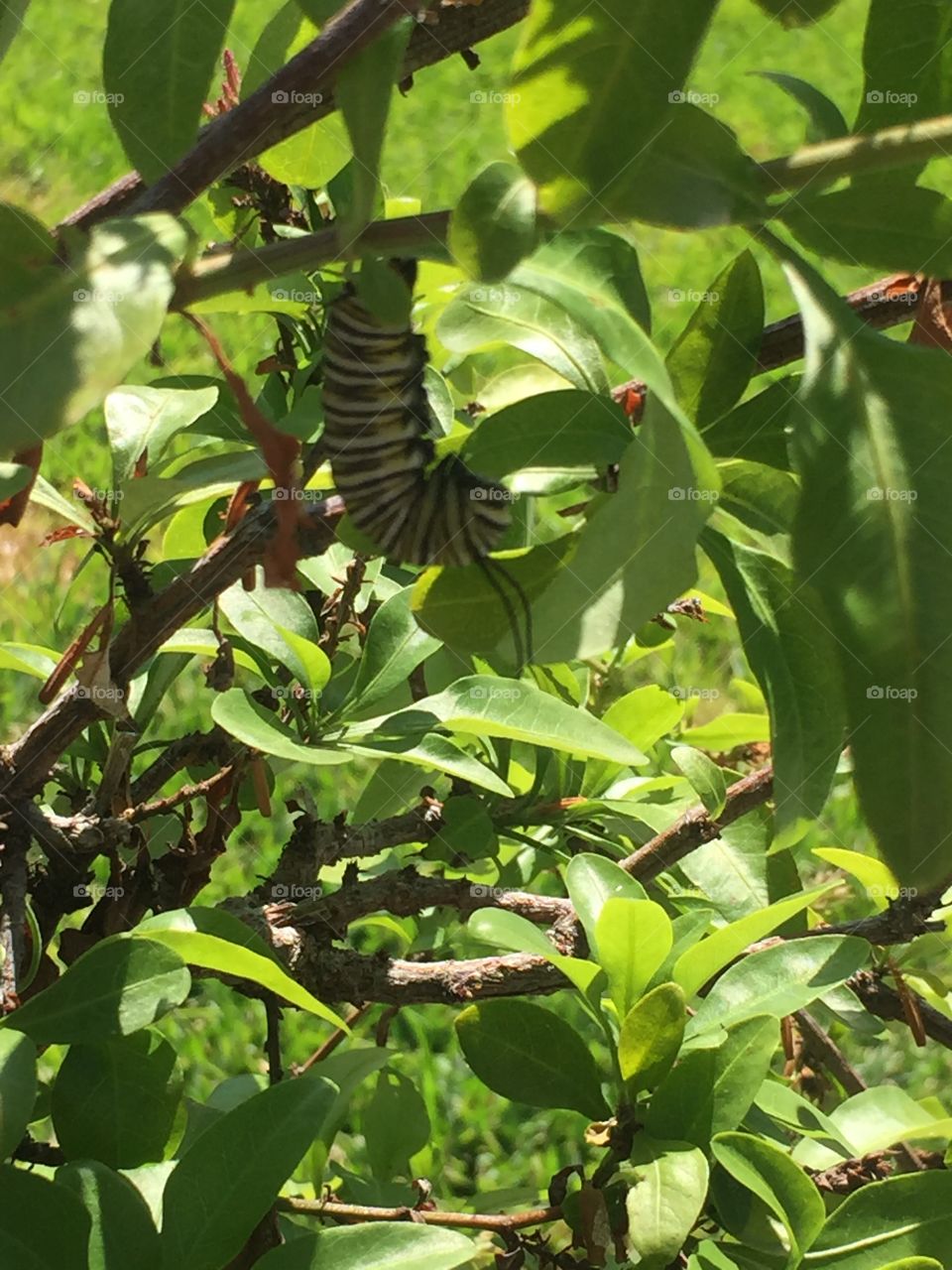 Monarch caterpillar in his J