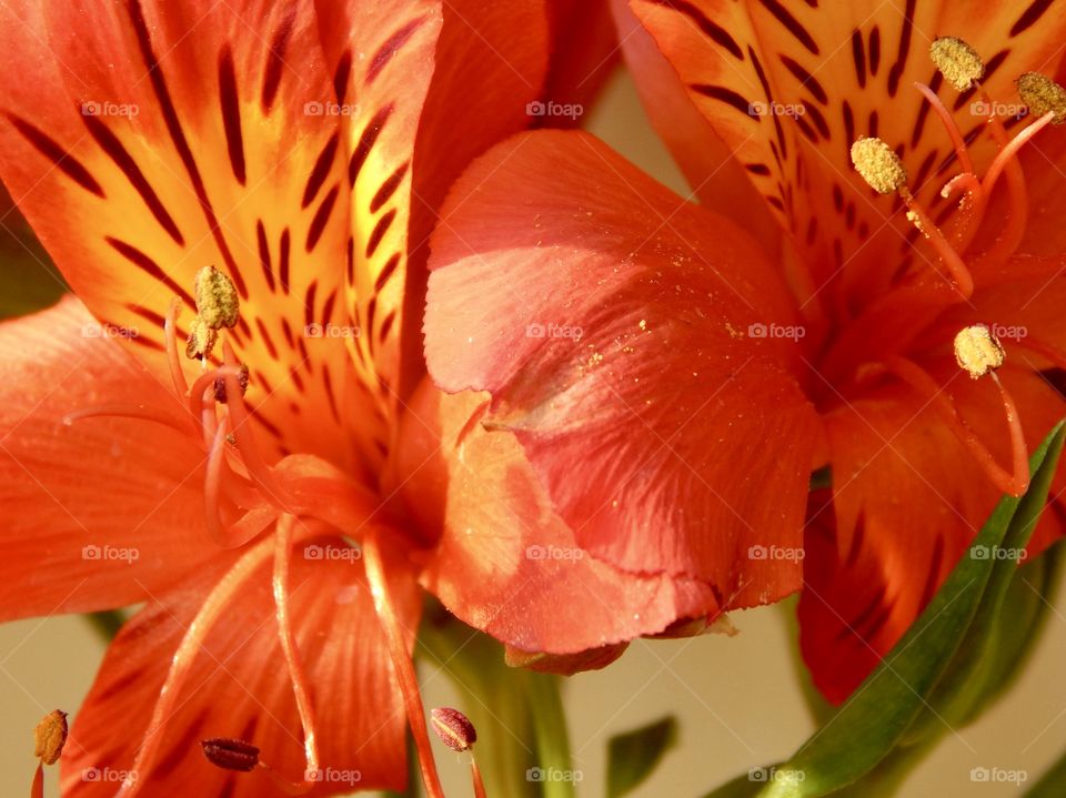 Red flowers in macro, alstroemerias