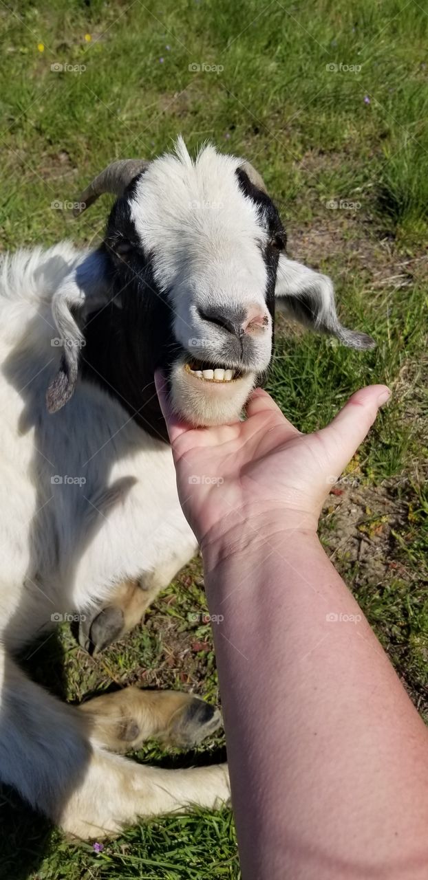 a happy, friendly, grazing goat