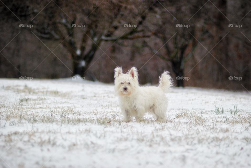 White West Highland Terrier in the Snow