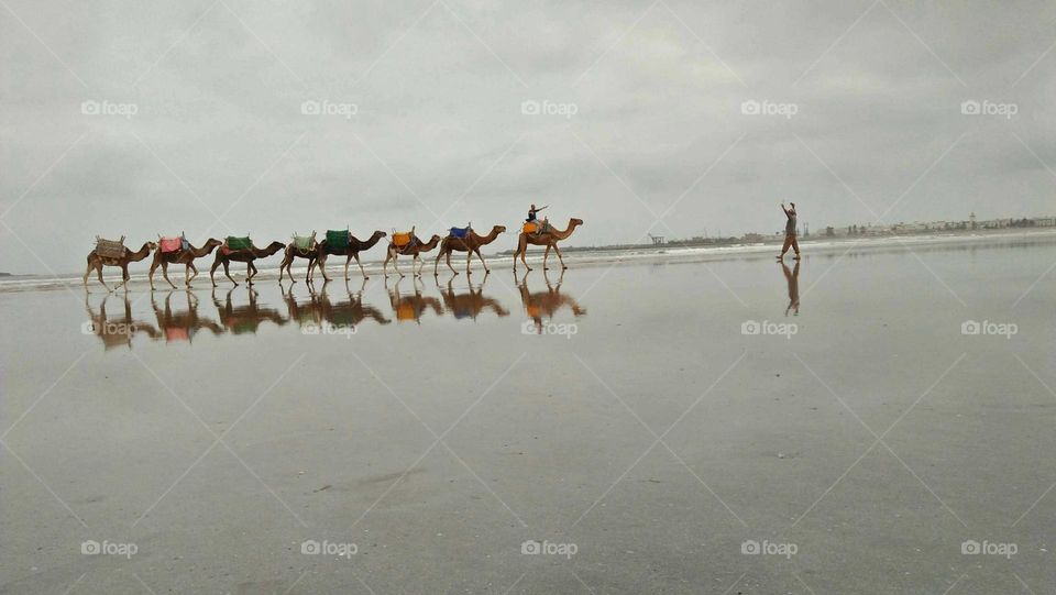 Camel caravan on a tour near the sea in Essaouira, Morocco