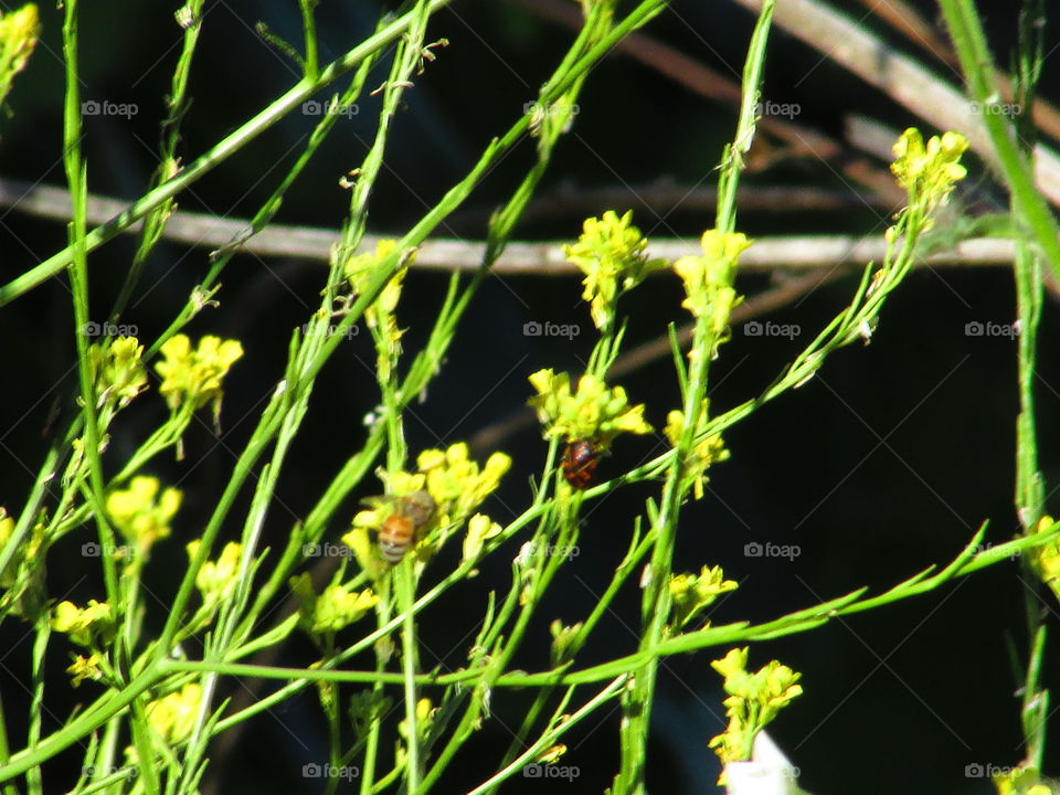 Nature, No Person, Flower, Leaf, Flora