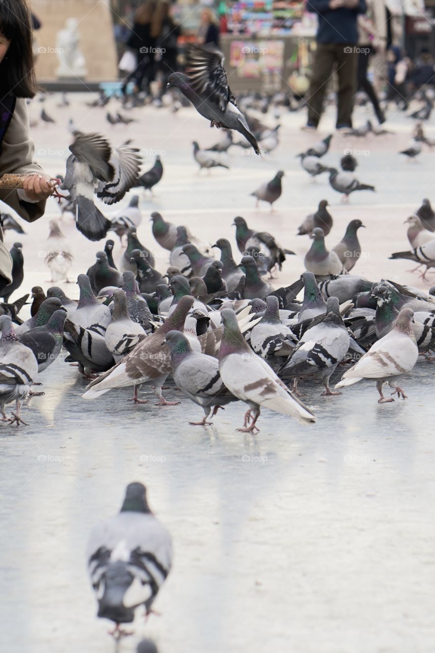 Pigeons in the City