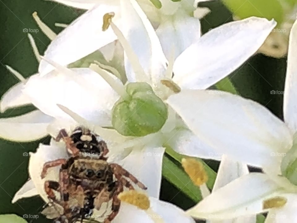 Spider on flower