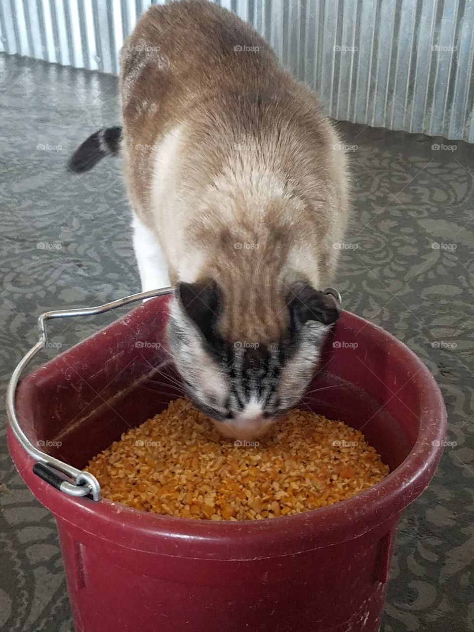 Mokey the cat eating chicken feed