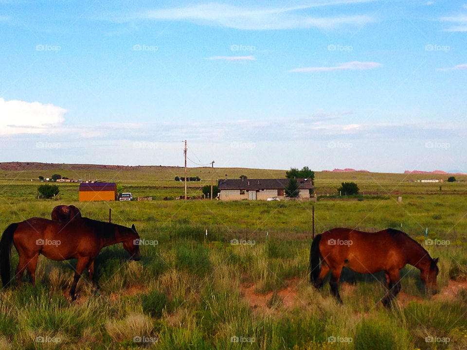 Horses graze near the farm