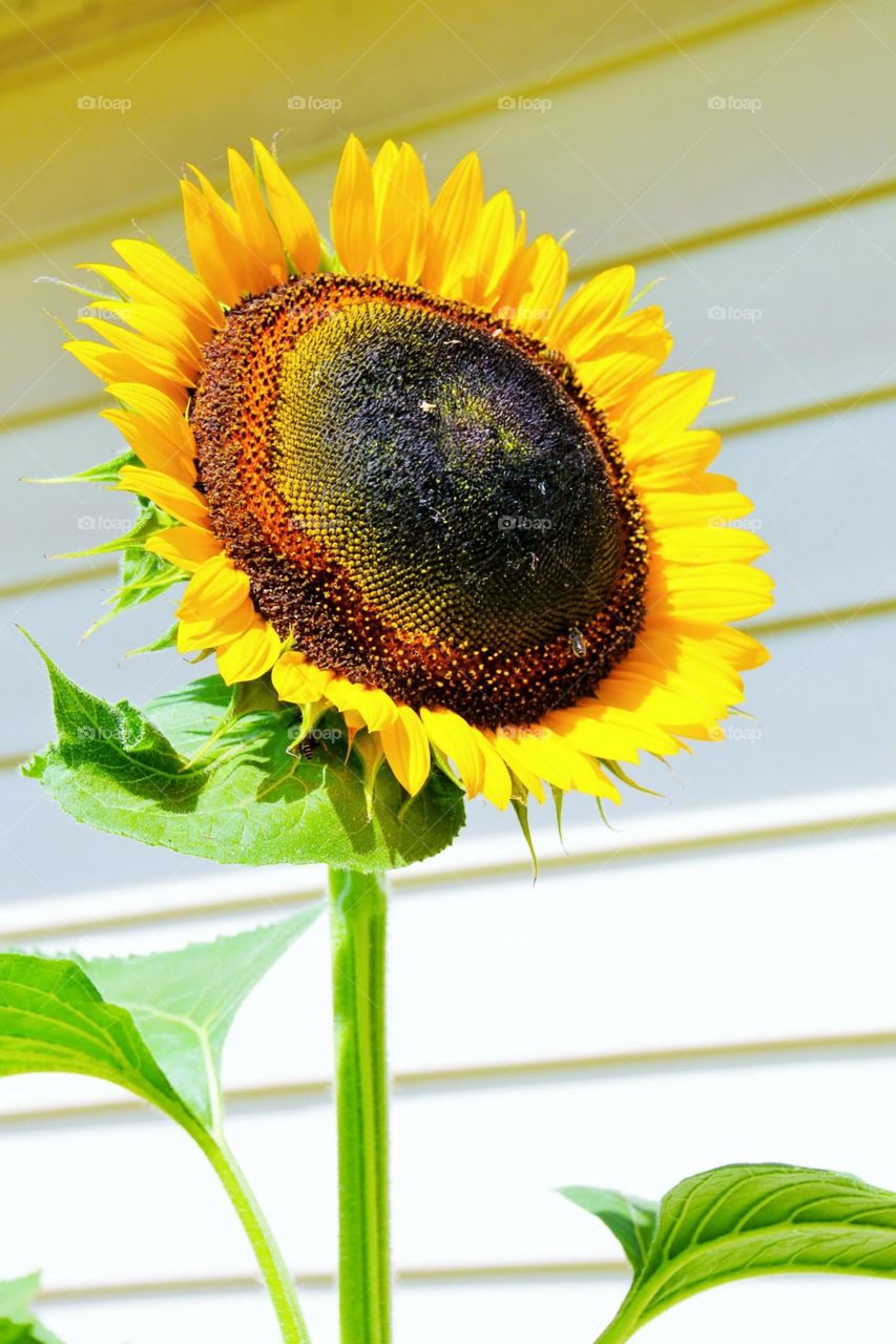 Big Sunflower