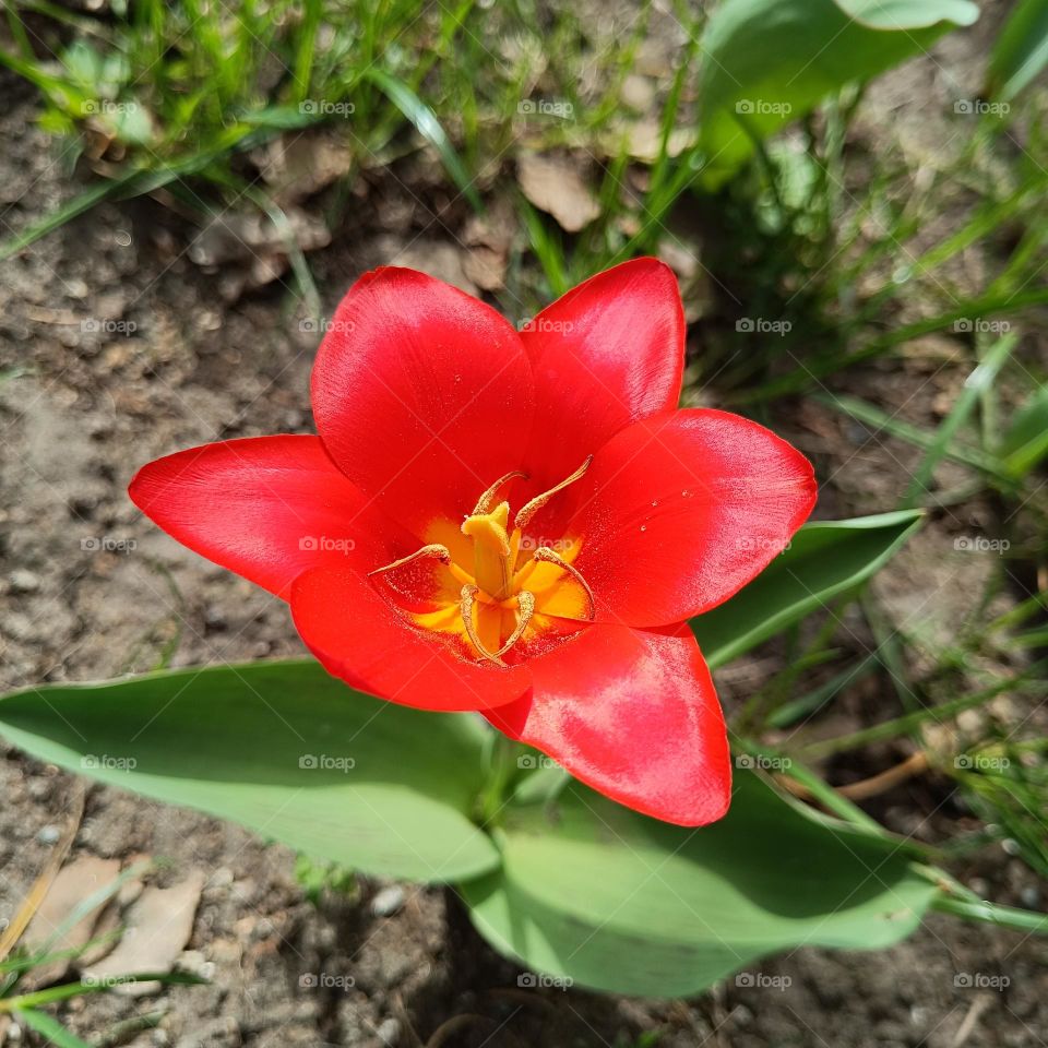 red tulip