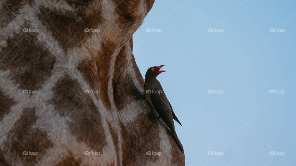 A Oxpecker sitting on a giraffe. These birds help animals with tics. The curves of where the giraffes neck meets the body creates a perfect shot with where the Oxpecker is situated.