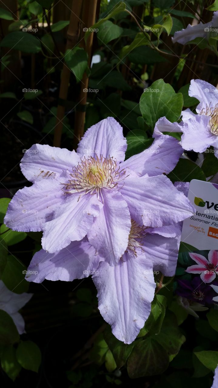 summer bloom. beautiful flower