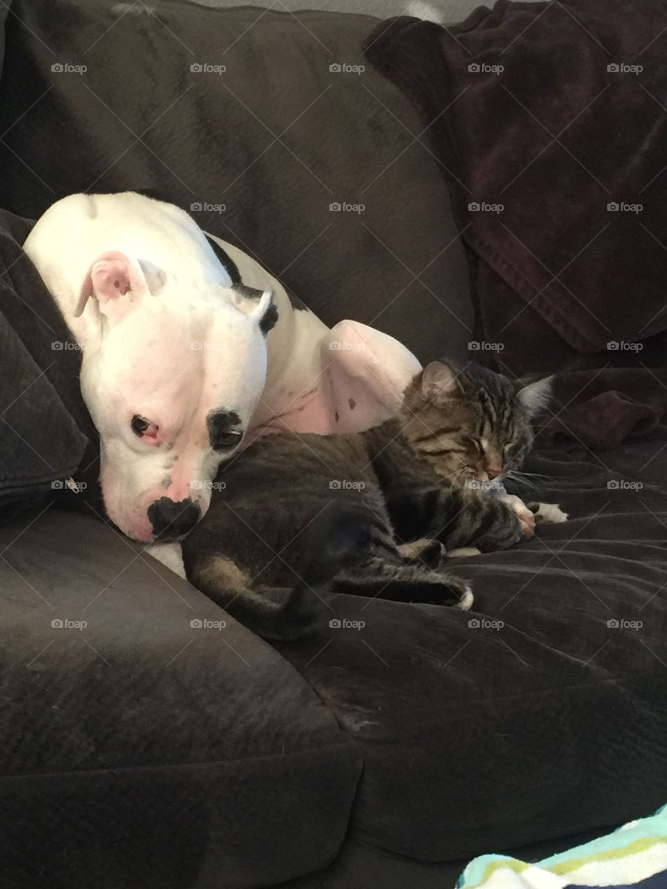 Best friend naps are the best naps