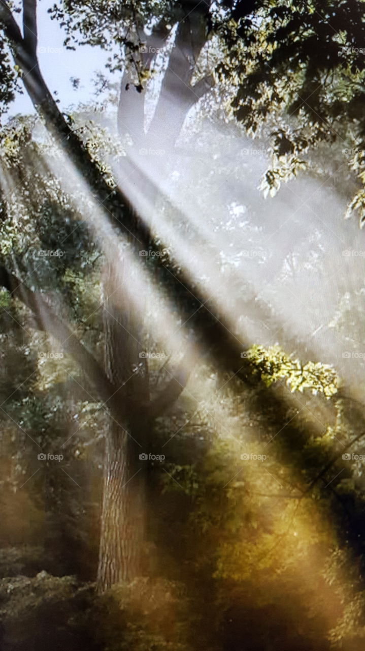 sun coming through the trees