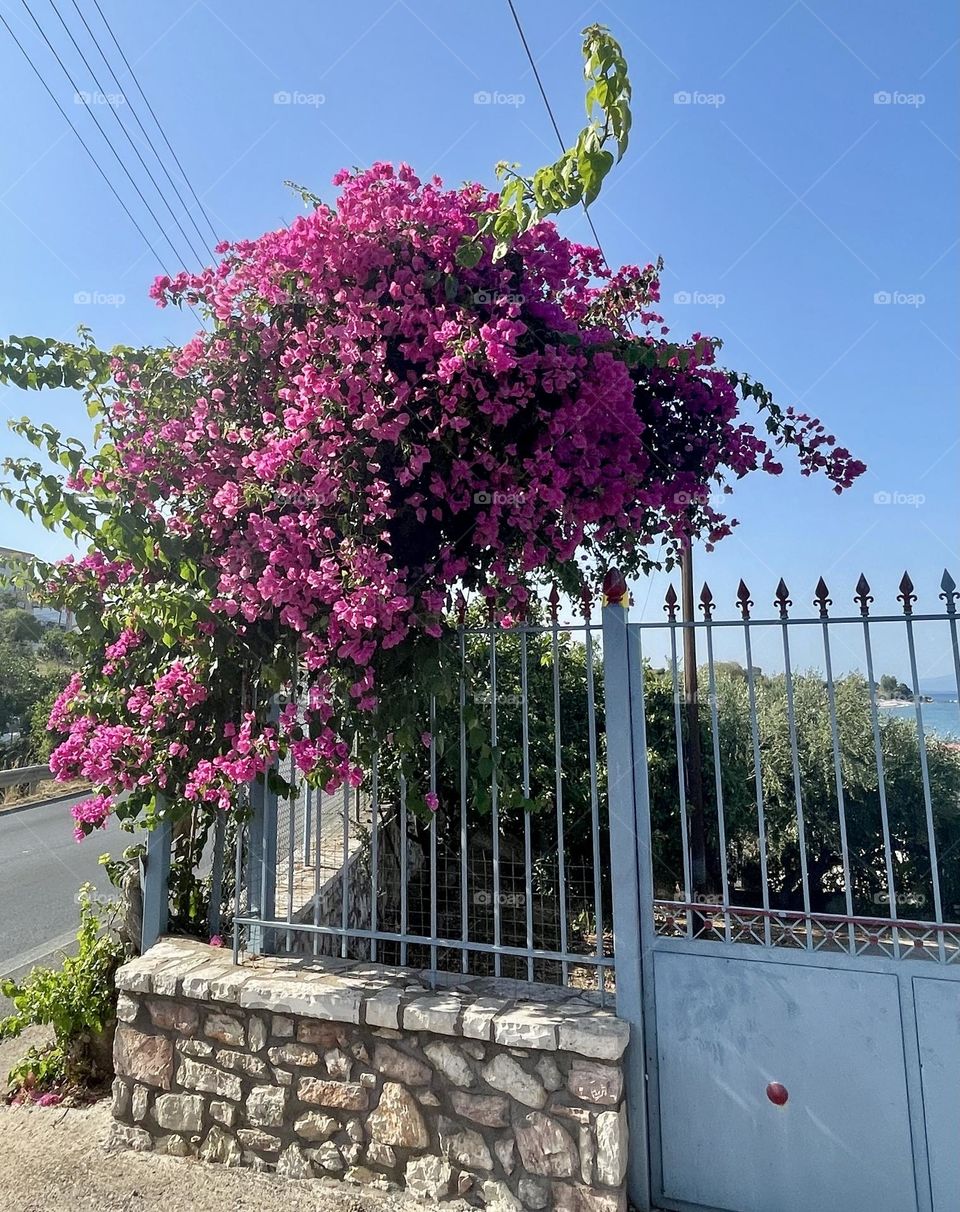 A bougainvillea plant thrives beside a street in Peloponnese, Greece, its vibrant pink-purple blooms cascading gracefully. The plant climbs a stone and wrought-iron fence, with its vivid colors strikingly contrasting against the surrounding landscape