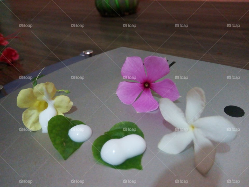 Flower, No Person, Still Life, Nature, Interior Design