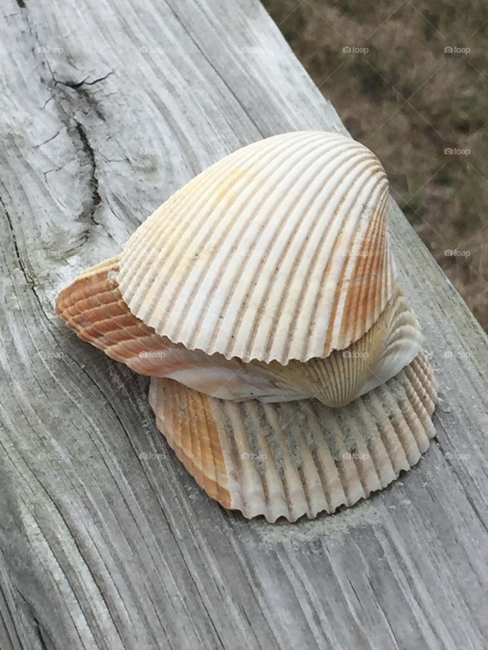 Seashells piled together along the beach.