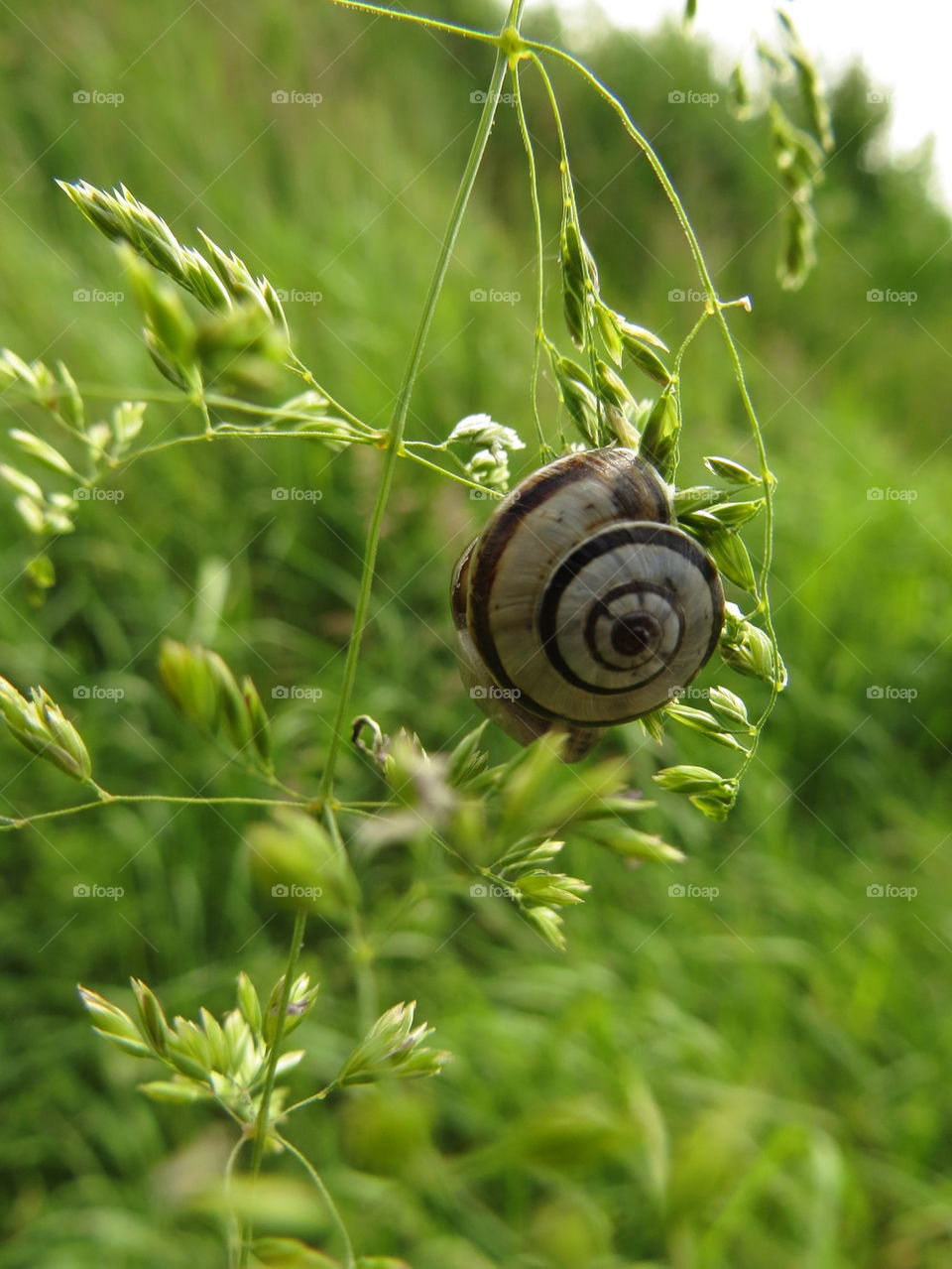 snail