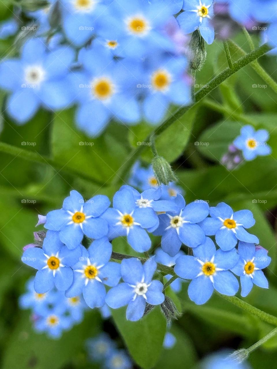 Forget-me-nots 