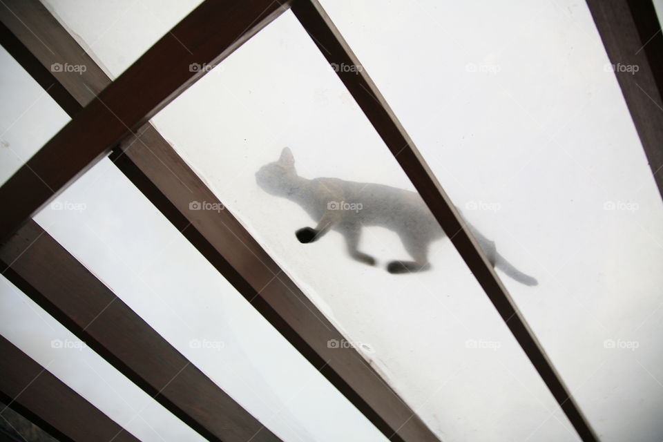 Cat walk on the roof 