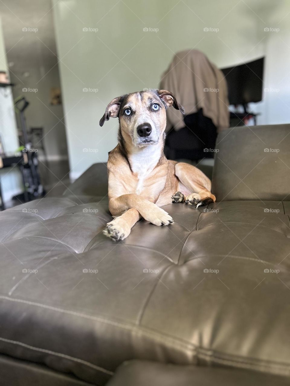 His name is Titus. Titus is a beagle/ Australian shepherd mix. 7 years old and loves to pose to the camera!