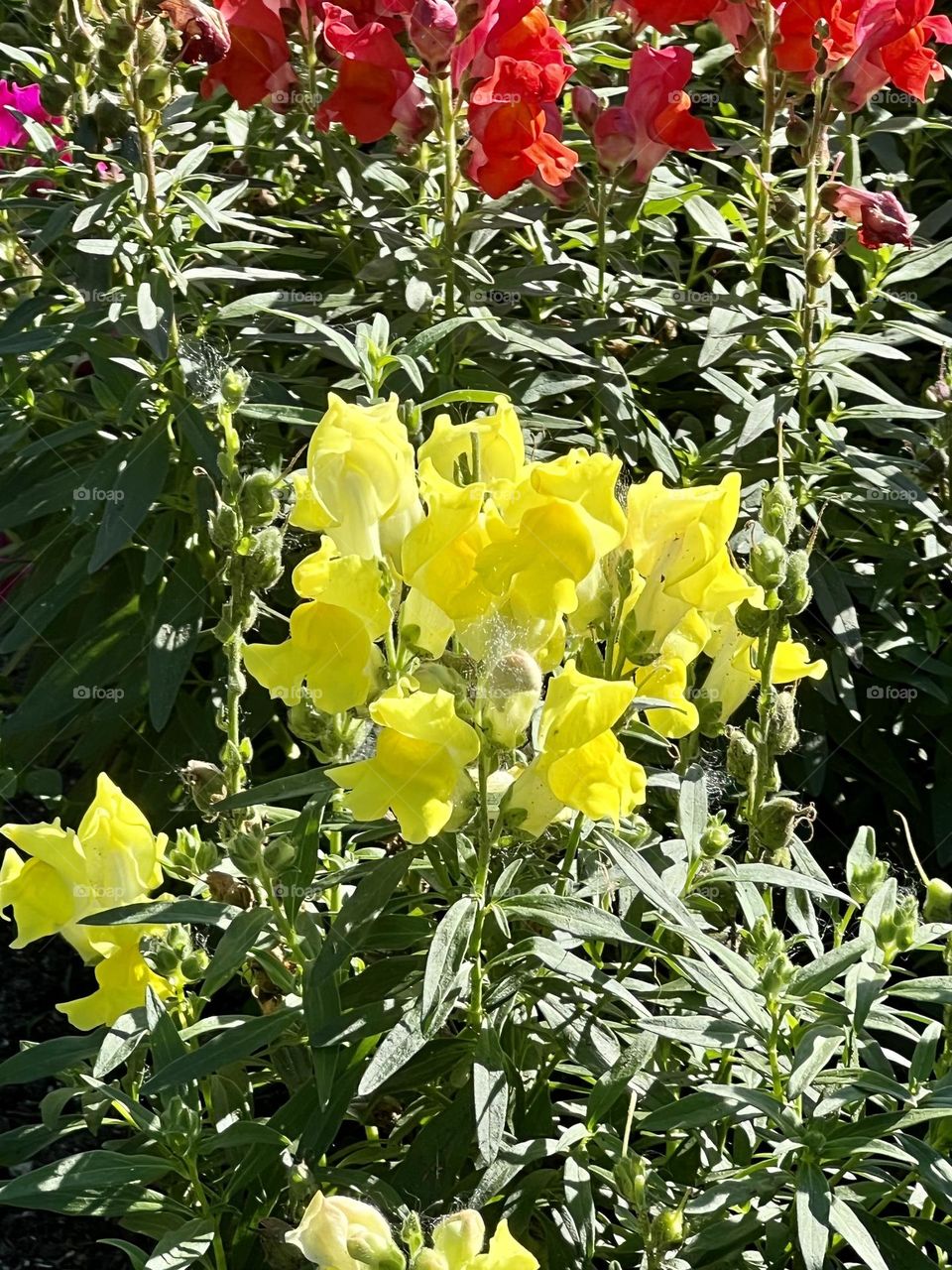 Beautiful Spring Blum