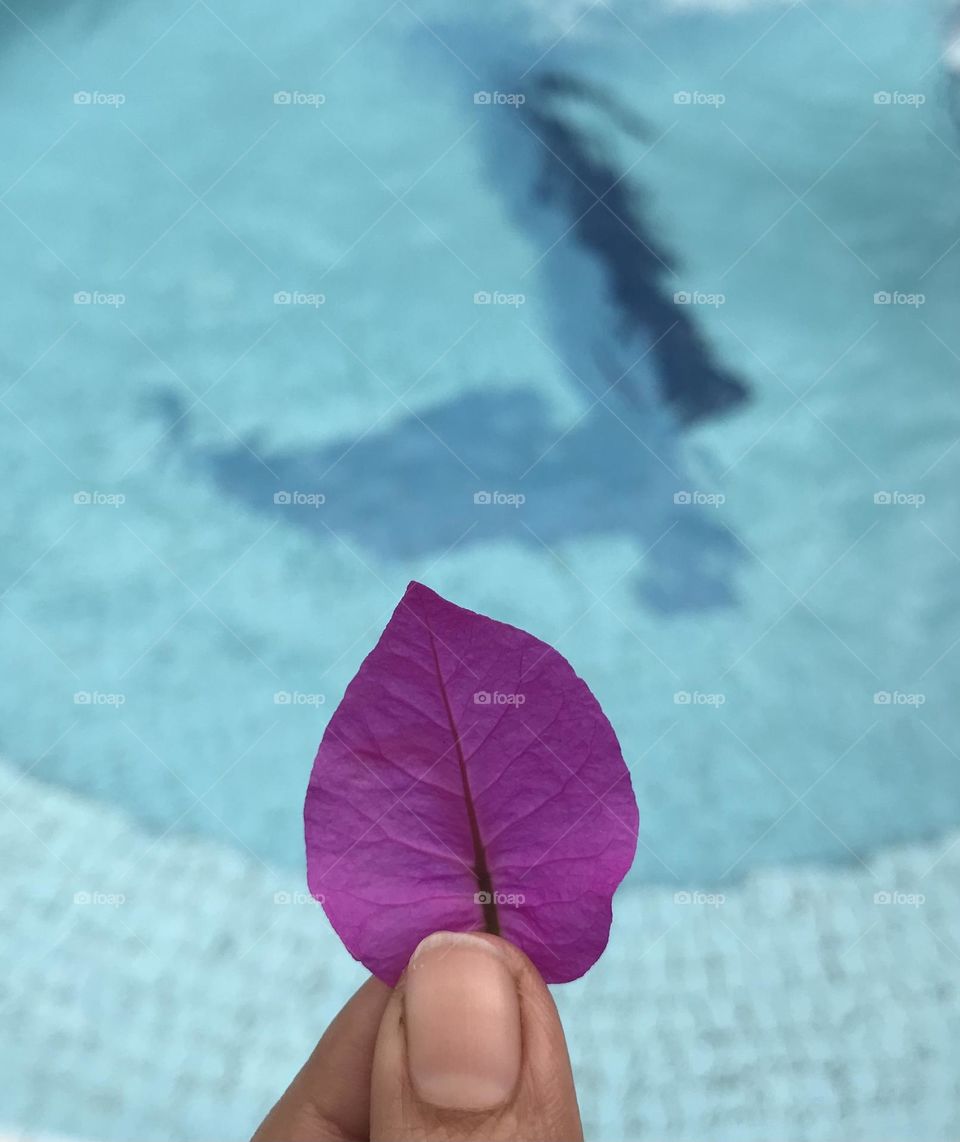 A pink leaf contrast to blue water 💧