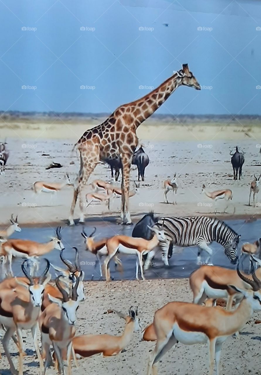 Diversity of animals at waterhole in etosha national park