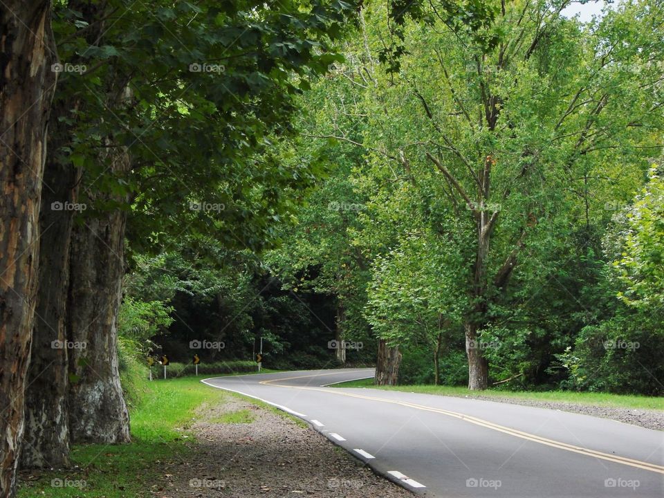 Asfalto e natureza/Asphalt and nature.