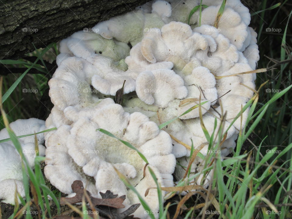 Fungus in the wild
