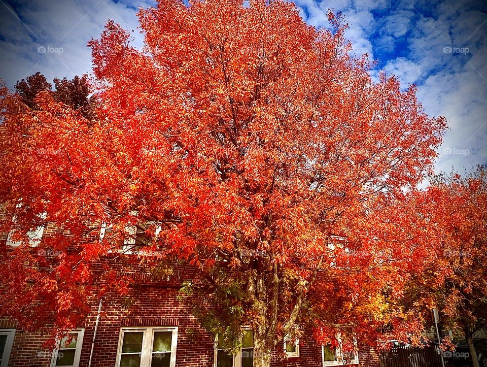 The beauty of fall I watched this tree transition from brown leaves to green leaves to oranges leaves to now dead leaves this is how life is it transforms from different strokes of life! My favorite season Autumn when all the leaves are changes 