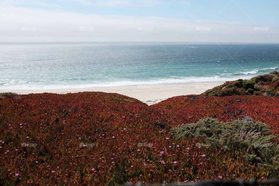 Red flowers. Big Sur, Pacific Coast 