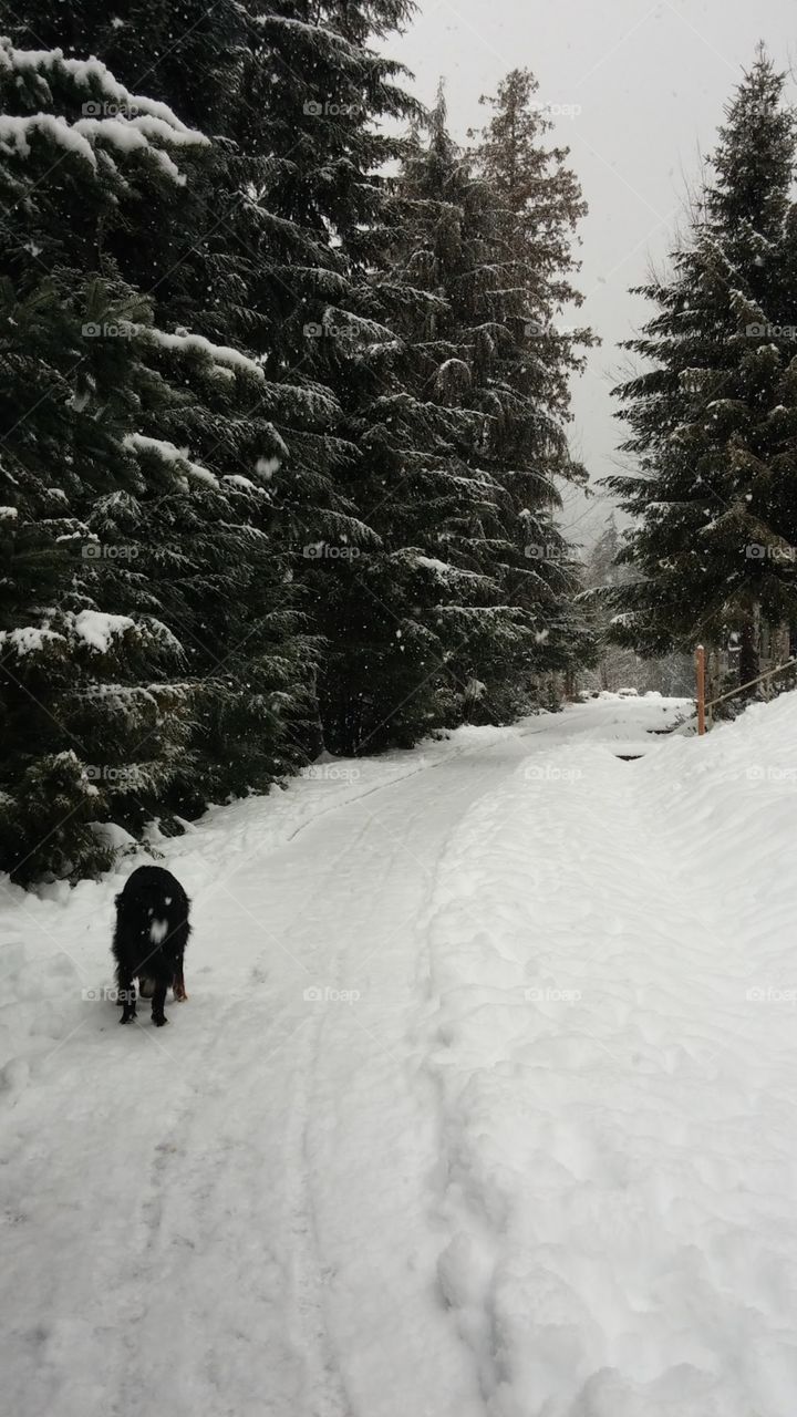 Bernese Mountain Dog (and her butt) in her element of a snow covered path, wondering through the trails at Lost Lake in Whistler, British Columbia