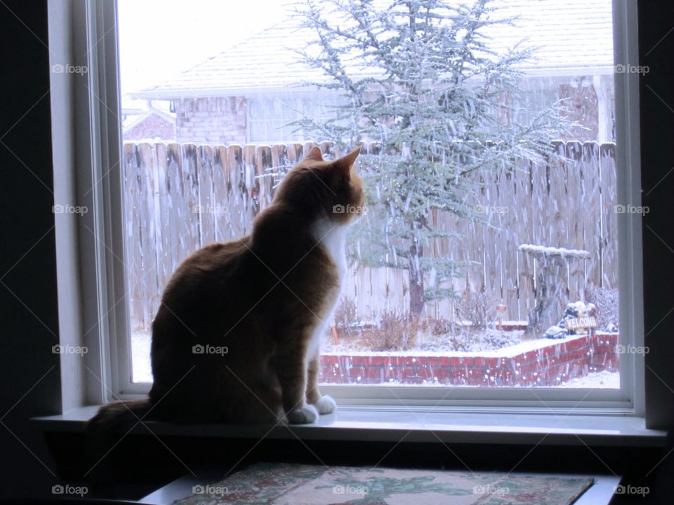 Cat looking out window at snow 