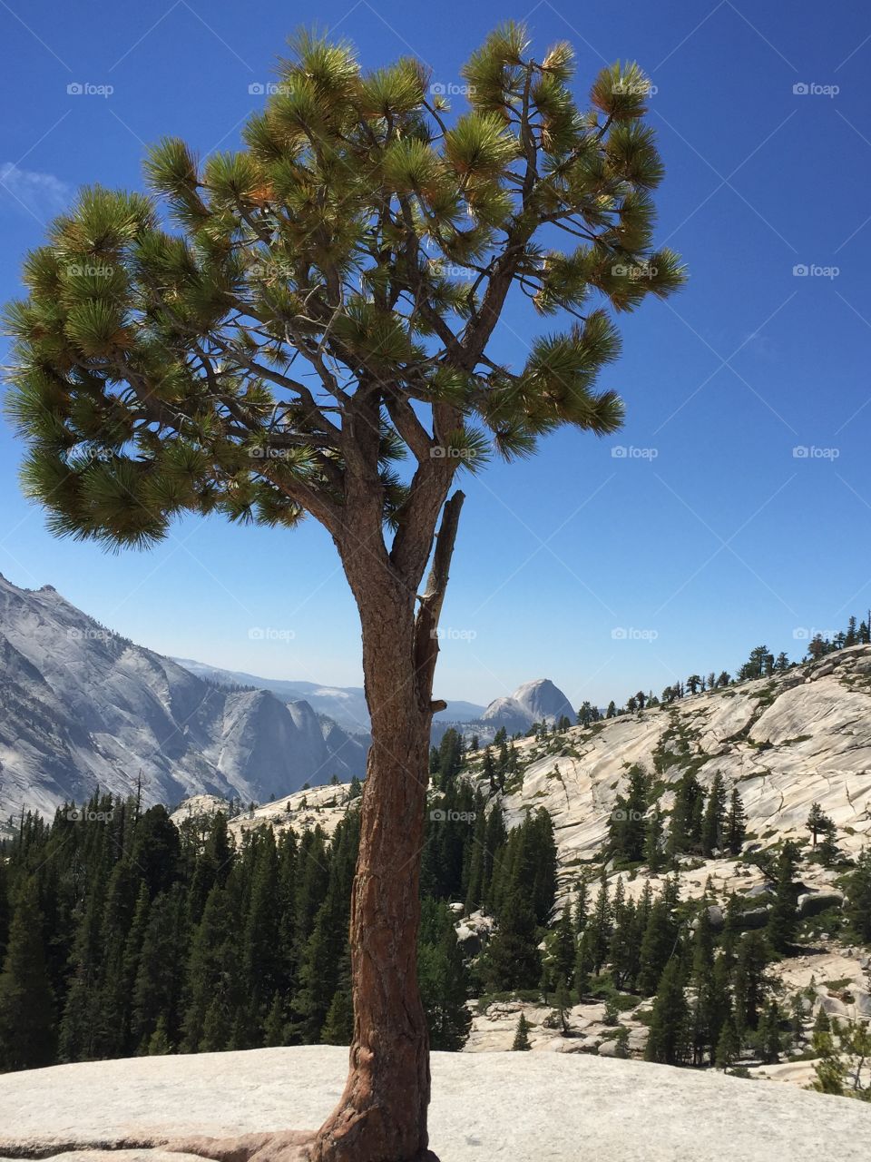 Tree in front of the sunny valley