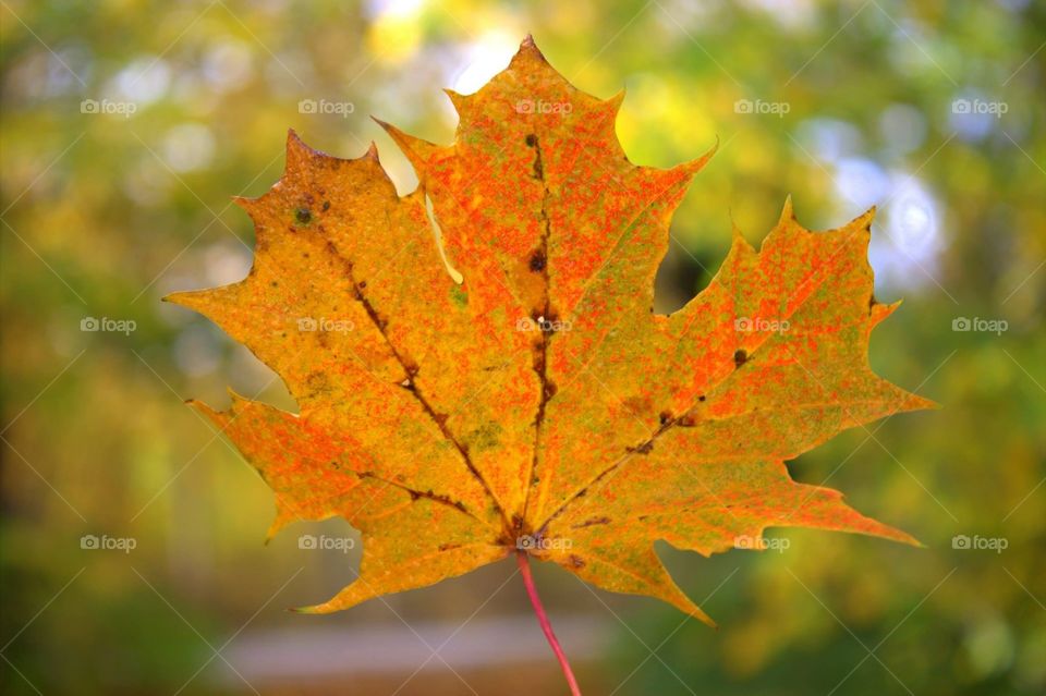 The perfect leaf