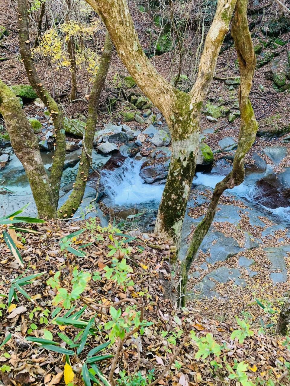 wonderful stream in a forest