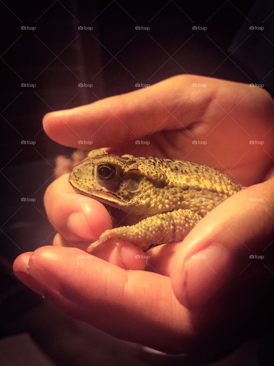 Mr. Toad