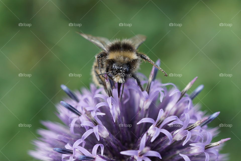 Composition Mission ... A bee collecting pollen from a flower ...