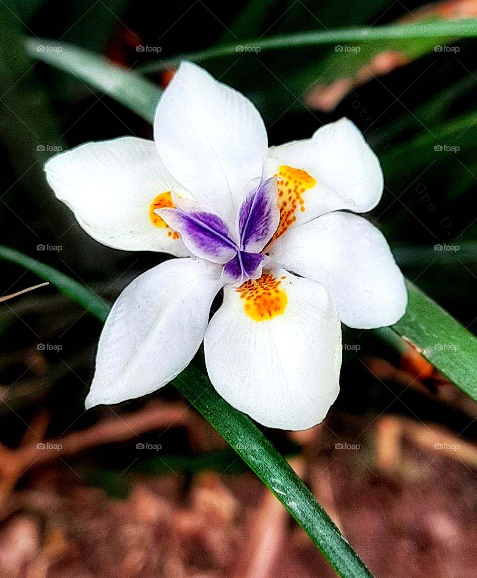 White flower in the garden,plant,blossom,blooming,floral,garden,petal,flower,nature,green,landscape,colorful,botany,season,spring,summer