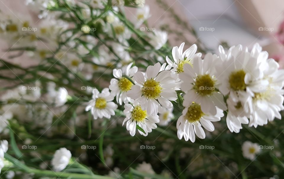 White flowers