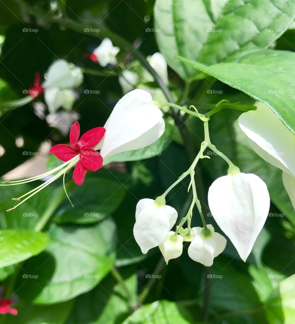 Close-Up budding flower