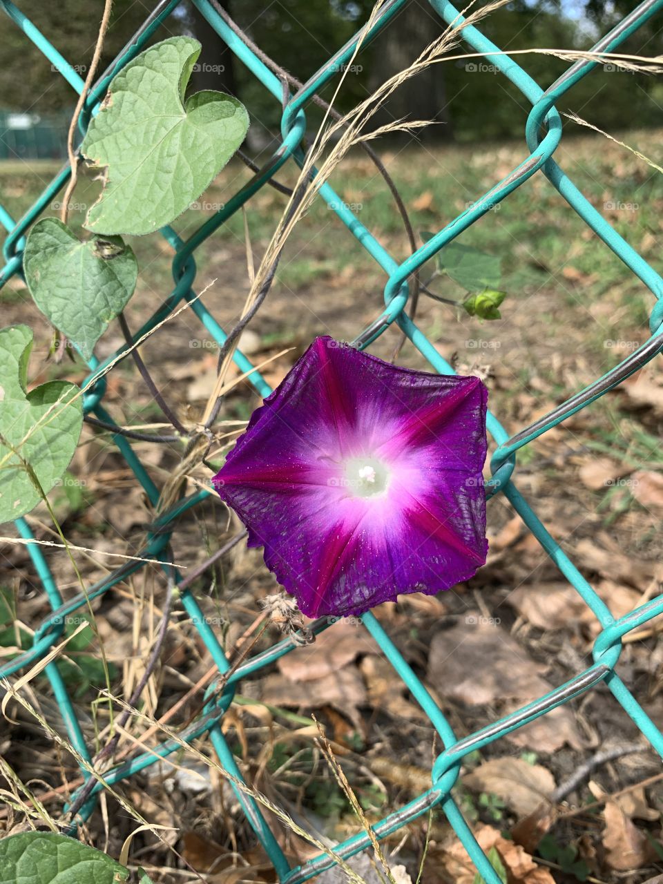 Beautiful morning glory flower blossoms with purple petals climbing in the blue-green fence. 