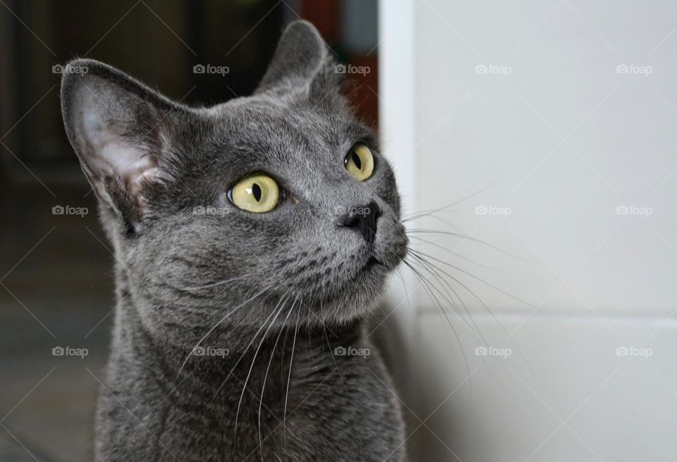 russian blue cat beautiful portrait home c