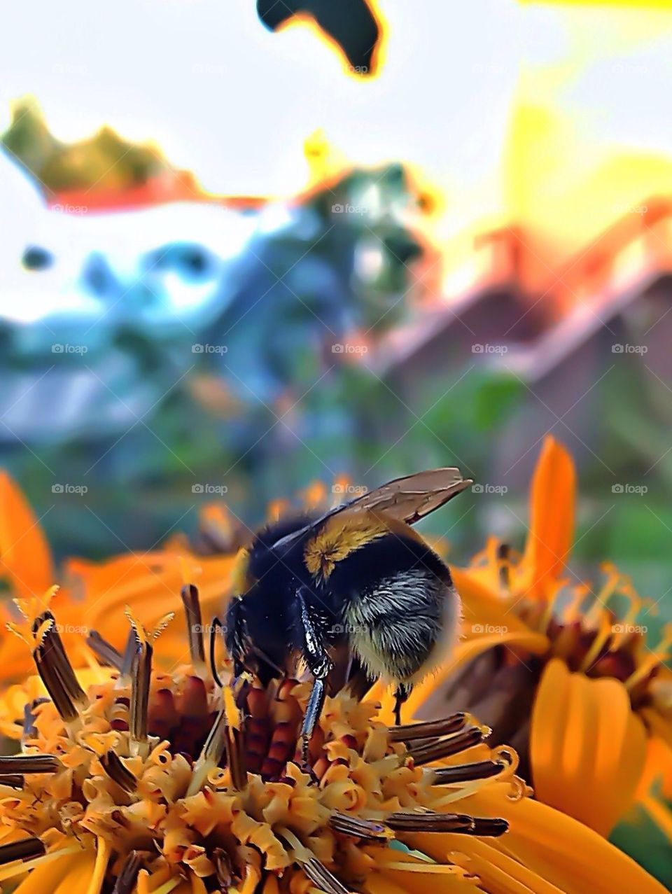 bee
