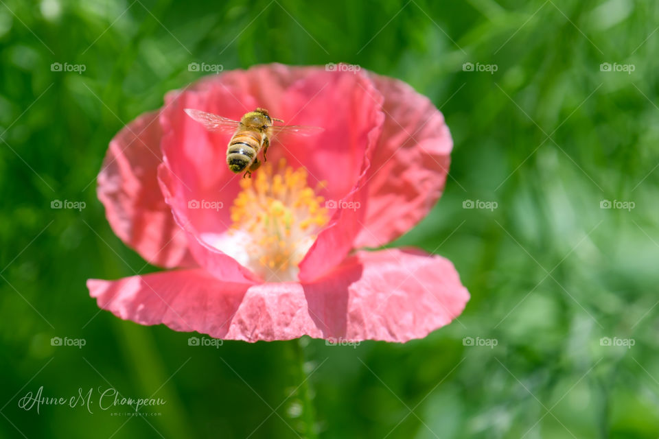 Bee flying into a flower for pollination