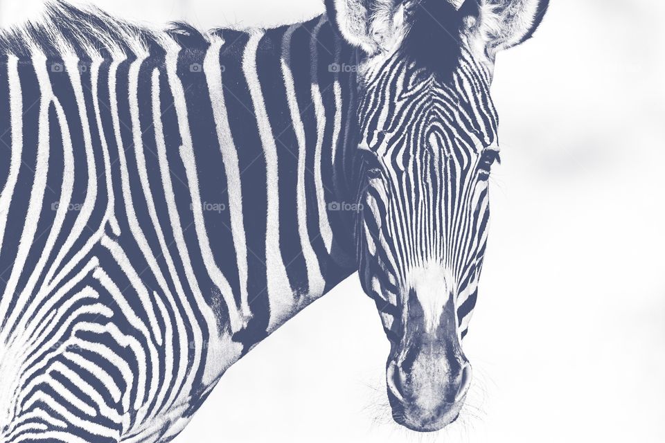 zebra in black and white 