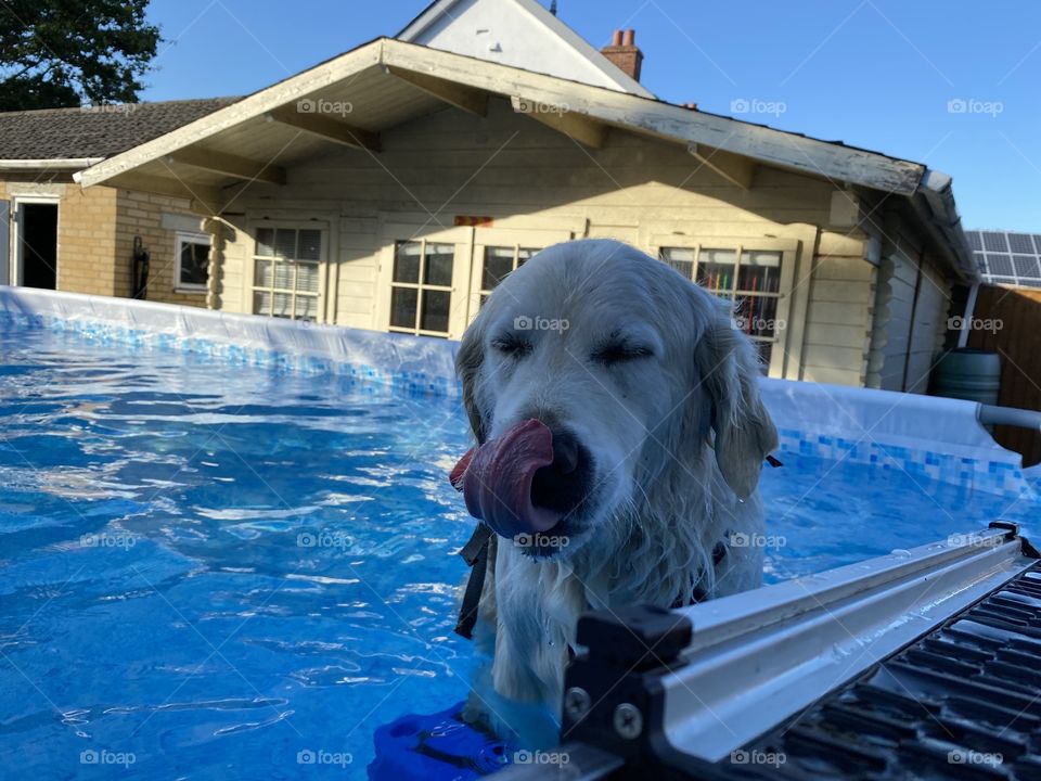 Golden retriever dog in swimming pool